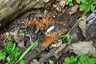 Házi tintagomba (Coprinellus domesticus), Budai-hegység. Házi tintagomba ozóniuma